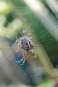 spin-web-garden-spider-cobweb-945923.jpg