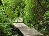 boardwalk-wooden-wetland-forest-123025.jpg