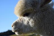 alpaca-head-animal-fluffy-furry-1668511.jpg