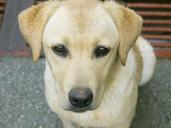 labrador-dog-pets-533782.jpg