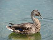 mallard-hybrid-duck-bird-898373.jpg