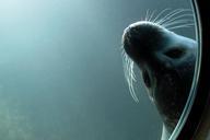 seal-diving-zoo-eyes-snout-mood-195271.jpg