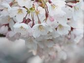 cherry-blossoms-japan-spring-695805.jpg