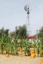 windmill-farmland-pumpkin-patch-1011573.jpg