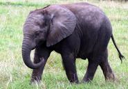 animals-elephant-nature-wild-zoo-908441.jpg