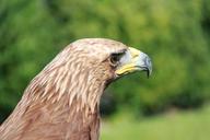 adler-raptor-bird-of-prey-bird-787090.jpg