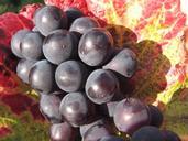 grapes-red-wine-plant-leaves-245227.jpg