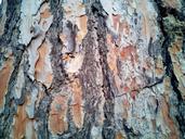 trunk-bark-texture-background-tree-1200991.jpg