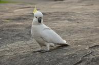 Umbrella-Crested-Cockatoo-Perched-on-a-Rock.jpg