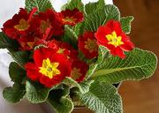 primrose-flower-rozkwitni%C4%99ty-red-734748.jpg