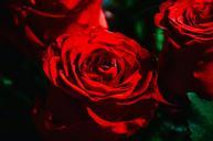 red-rose-red-roses-flower-love-932214.jpg