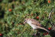 sparrow-bird-feather-animal-wing-500356.jpg