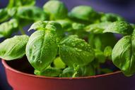 basil-herbs-food-fresh-cooking-932079.jpg