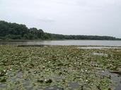 pond-lily-pads-nature-floral-139375.jpg