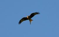 bird-of-prey-bird-raptor-red-kite-302591.jpg