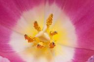 pollen-pistil-tulip-stamens-lily-323127.jpg