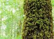 Big_Basin_Redwoods.jpg