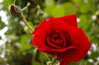 red-rose-rose-blossom-bloom-845941.jpg