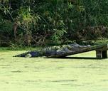 alligator-gator-swamp-4-2-meters-58419.jpg