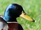 mallard-drake-males-357788.jpg