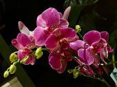 violet-orchid-pink-flower-petal-101091.jpg