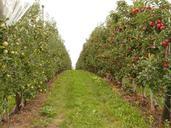 orchard-fruit-61007.jpg