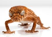 gecko-rough-knob-centralian-lizard-1373165.jpg