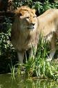 lion-predator-water-africa-steppe-400282.jpg