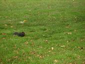 squirrel-nature-park-outdoor-grass-510277.jpg