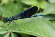 calopteryx-splenderns-insect-92936.jpg