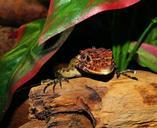 lizard-reptile-scale-terrarium-357183.jpg