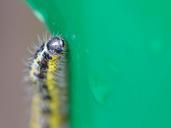 caterpillar-leaf-nature-macro-535342.jpg