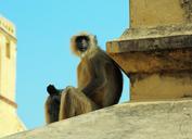 india-monkey-primate-animal-wild-1545840.jpg