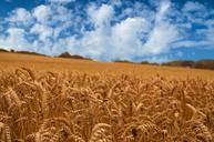 corn-field-corn-field-nature-1004558.jpg