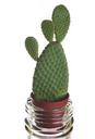 cactus-plant-flower-green-nail-1331958.jpg