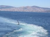 istanbul-sea-gulls-203941.jpg