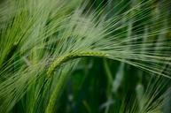 barley-cereals-barley-field-grain-345138.jpg