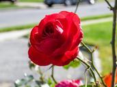 red-rose-flower-698804.jpg