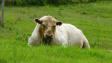 bull-cow-dairy-animal-cattle-1233877.jpg