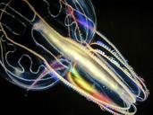 jellyfish-luminous-underwater-169894.jpg