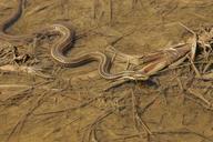 area-muddy-through-slithers-snake-387218.jpg