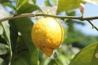 lemon-lemon-tree-tree-yellow-sour-866937.jpg