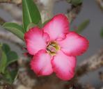 adenium-flower-desert-flower-petals-833769.jpg