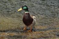 mallard-drake-duck-animal-bird-332628.jpg