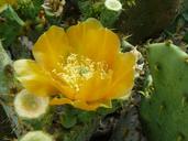 cactus-flower-yellow-desert-1196977.jpg