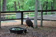 bald-eagle-bird-caged-eagle-1253100.jpg