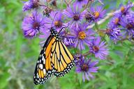 monarch-butterfly-macro-insect-699555.jpg