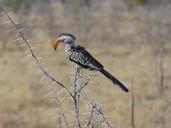 yellow-billed-toko-bird-safari-517972.jpg