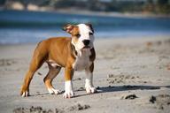 puppy-pitbull-dog-beach-sand-pet-345334.jpg