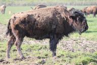 buffalo-adult-buffalo-shaggy-401382.jpg